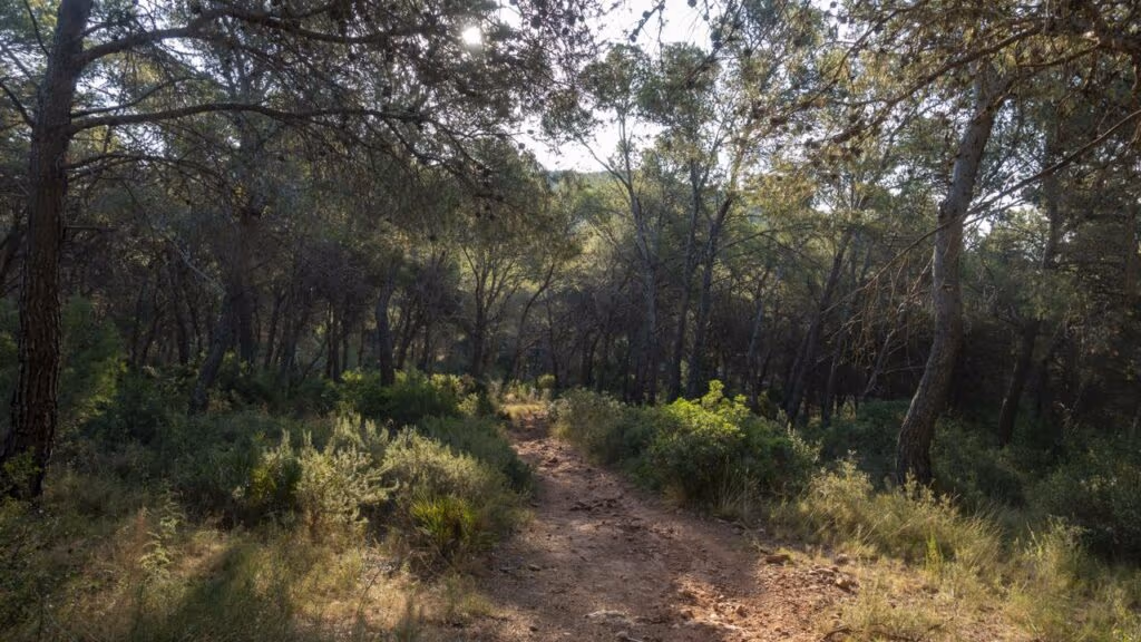 Essa técnica de cavucar a terra fez deserto virar floresta em meses