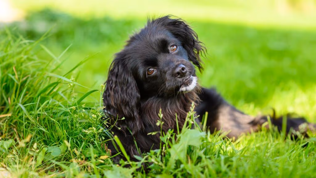 Por que seu cachorro inclina a cabeça e o que isso revela sobre ele