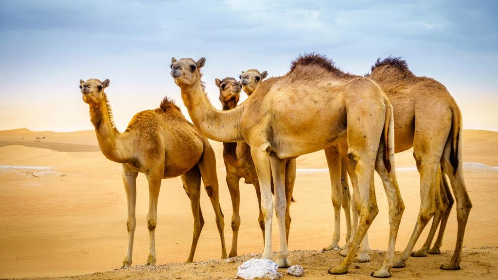 Os camelos colocam o "estômago" pra fora?