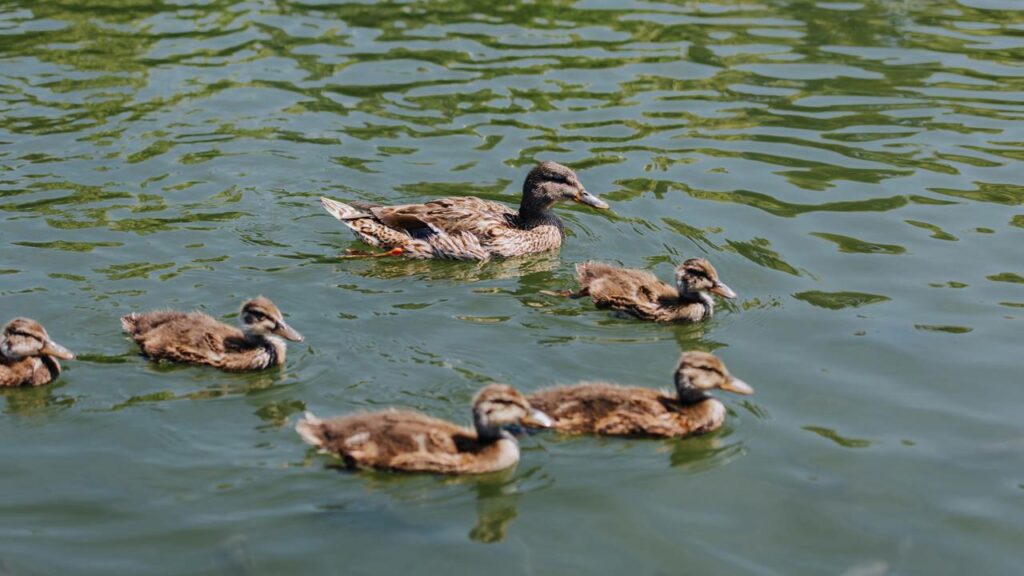Resgate de patinhos em bueiro na beira da estrada emociona o Brasil