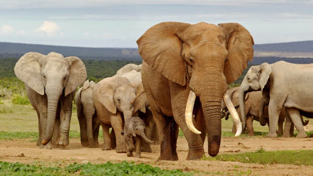 Elefante é morto em combate pelo próprio filho em Cabárceno