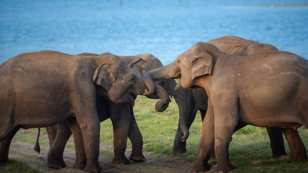Elefante macho ataca filhote e é contido por defesa coletiva da manada