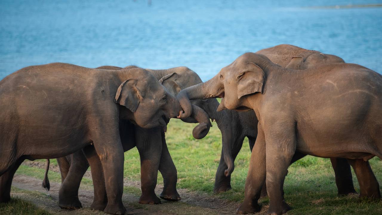 Elefante macho ataca filhote e é contido por defesa coletiva da manada