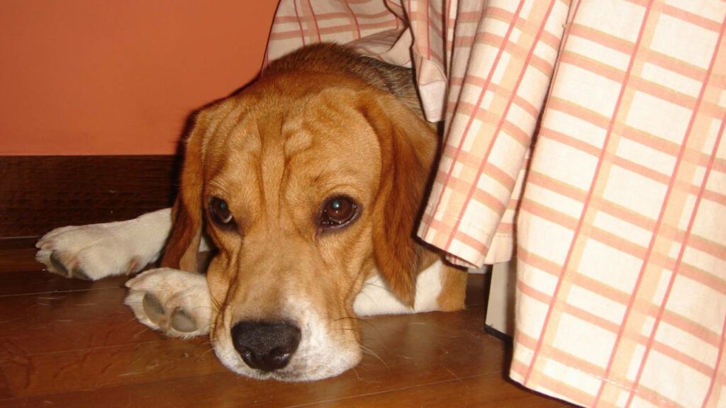 Como aliviar a virada de ano para seu cão corretamente