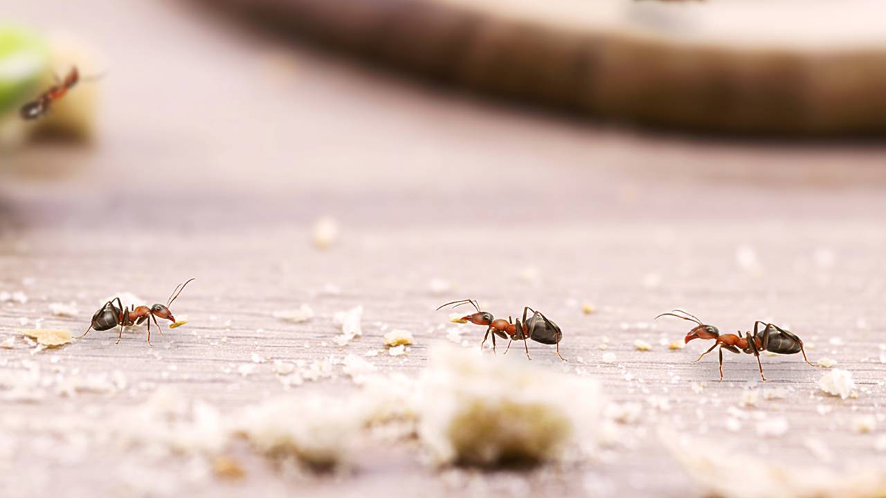 Formigas invadindo sua casa? Saiba o que elas procuram e o que fazer antes de usar veneno