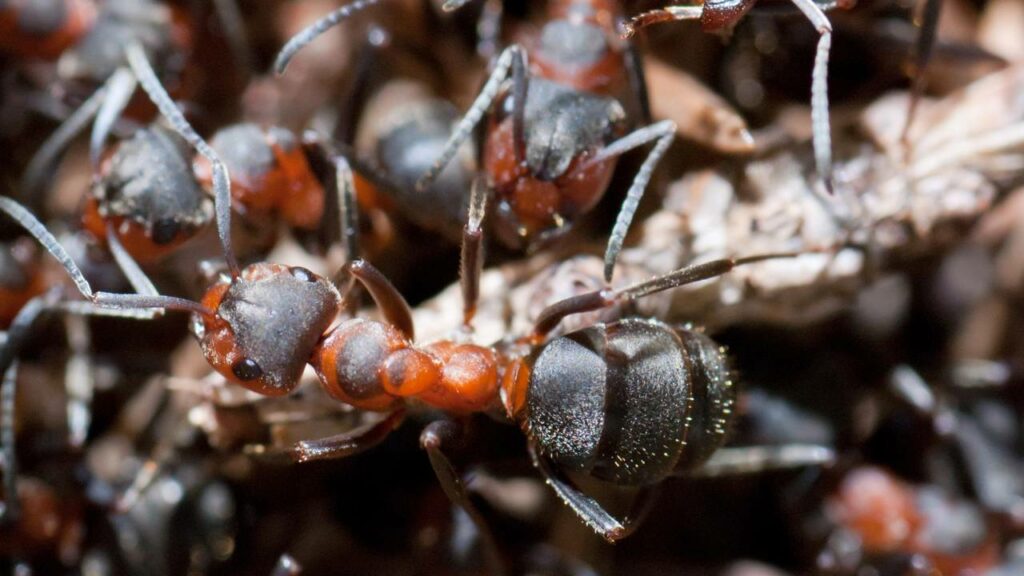Ele simulou uma guerra de formigas durante mil dias