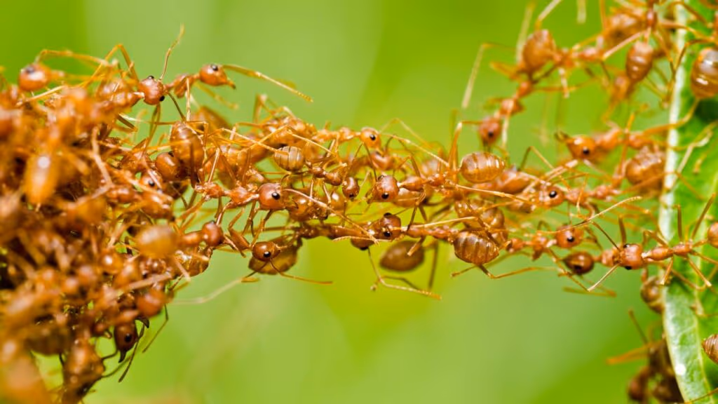 Mil formigas entraram num desafio maluco e o que fizeram surpreendeu todo mundo