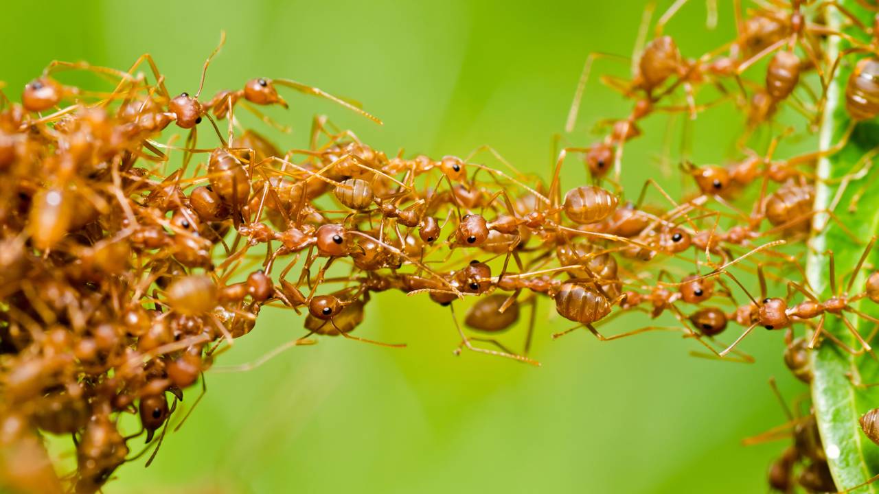 Mil formigas entraram num desafio maluco e o que fizeram surpreendeu todo mundo