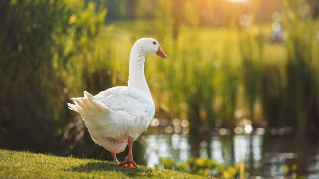 Esse animal dorme com metade do cérebro ativa para não morrer enquanto descansa