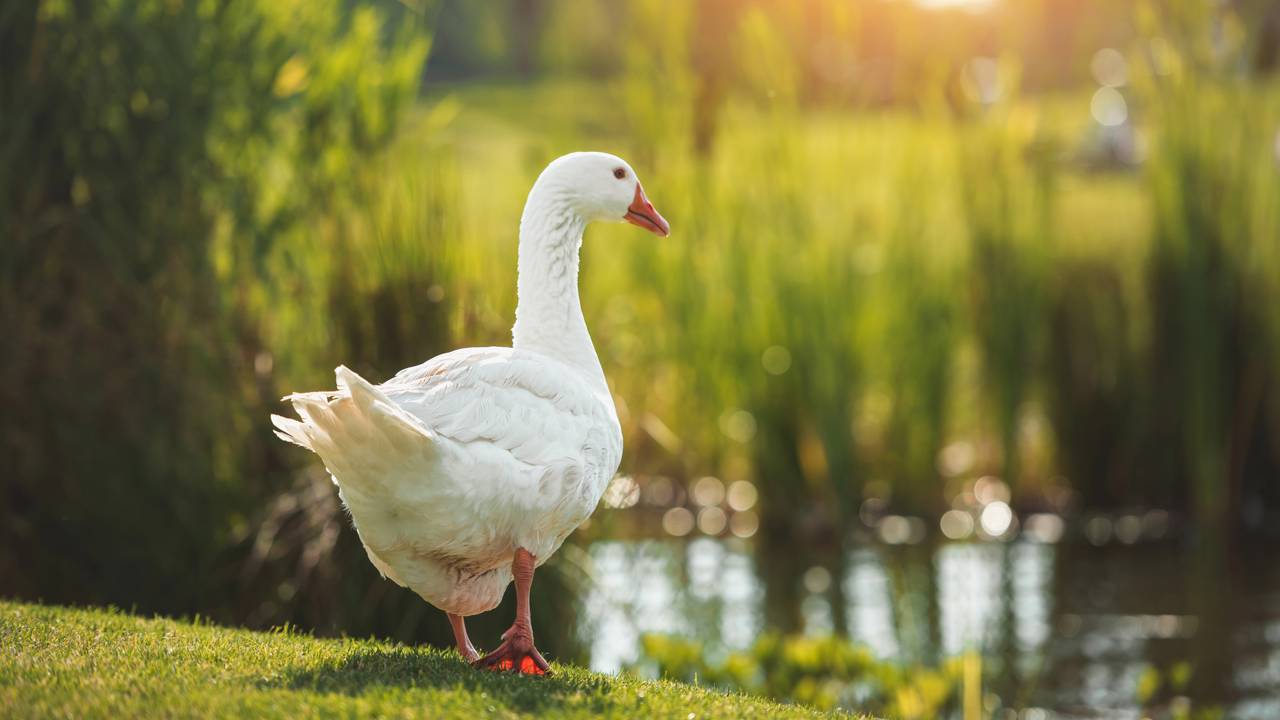 Esse animal dorme com metade do cérebro ativa para não morrer enquanto descansa