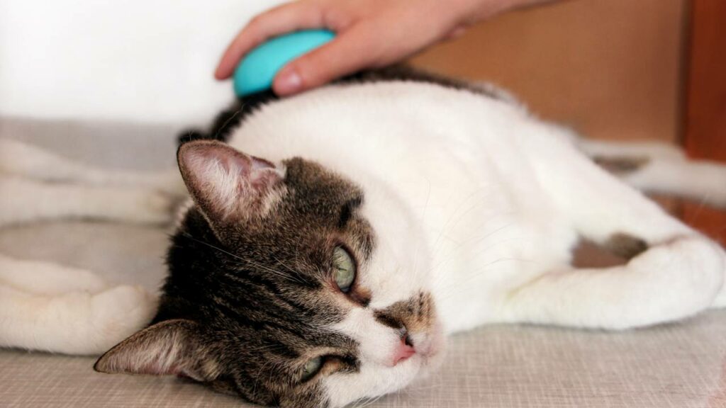 Porque alguns gatos gostam de ''tapas na bunda''