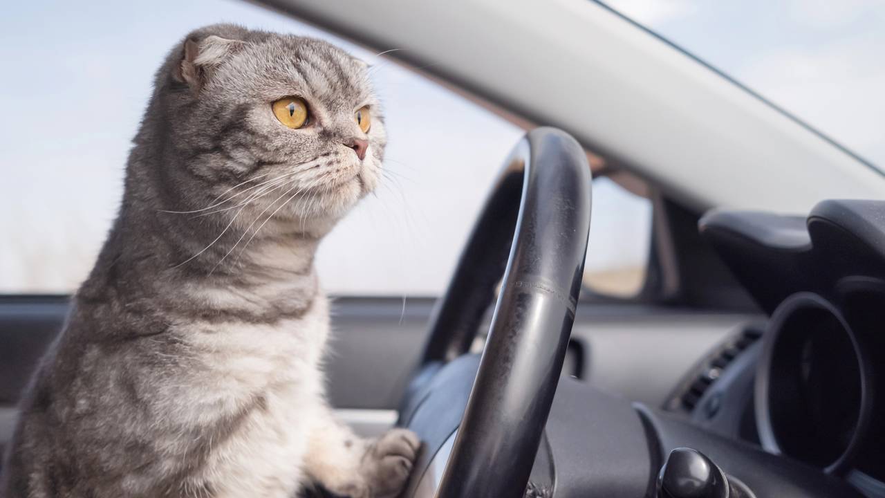 A lei proíbe o transporte de animais no carro?