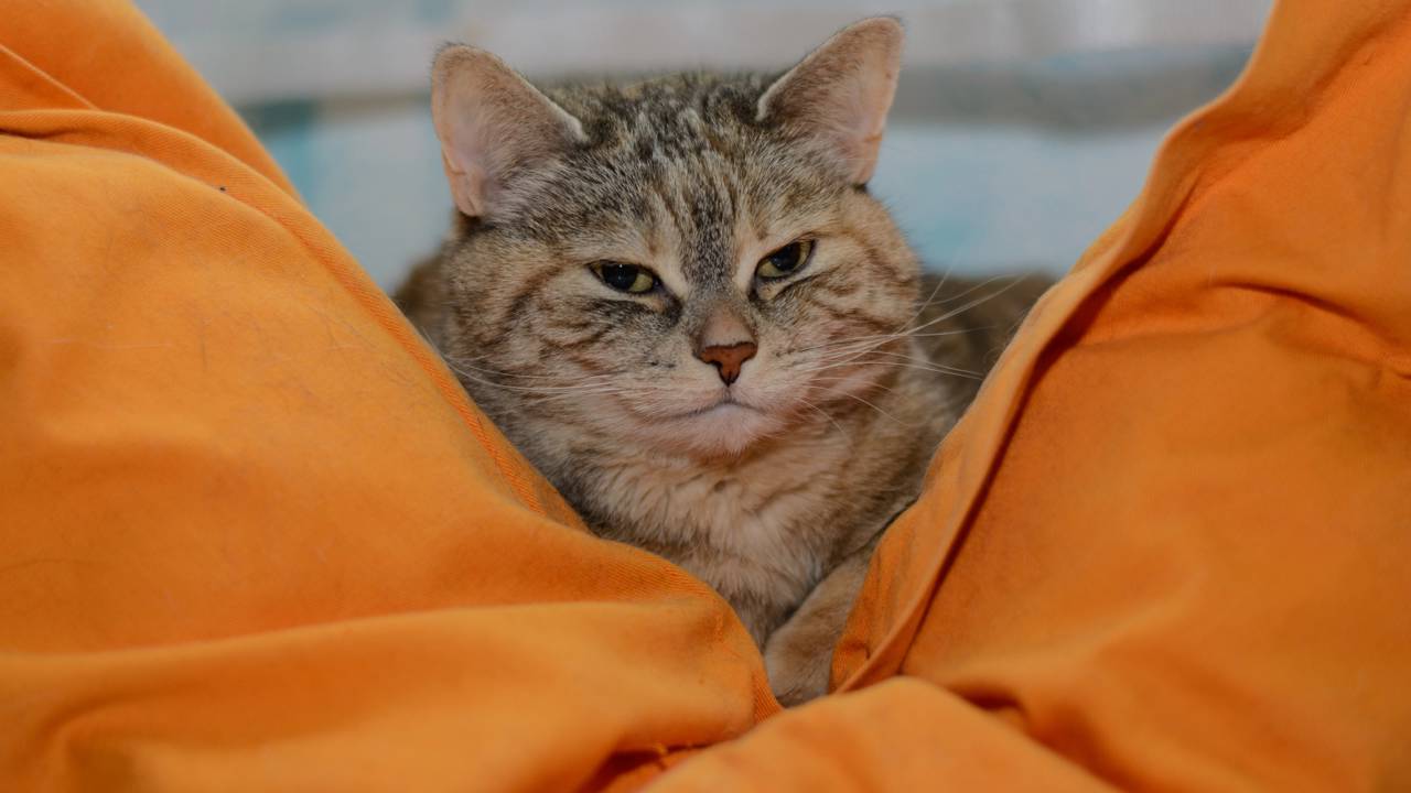 Por que os gatos amassam cobertas com as patas?