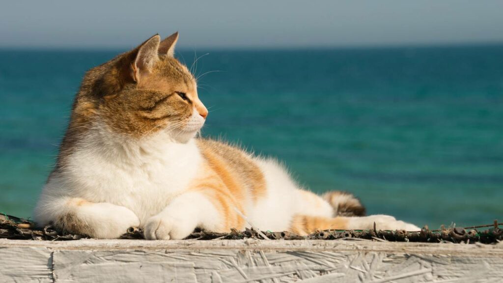 Porque alguns gatos gostam de ''tapas na bunda''