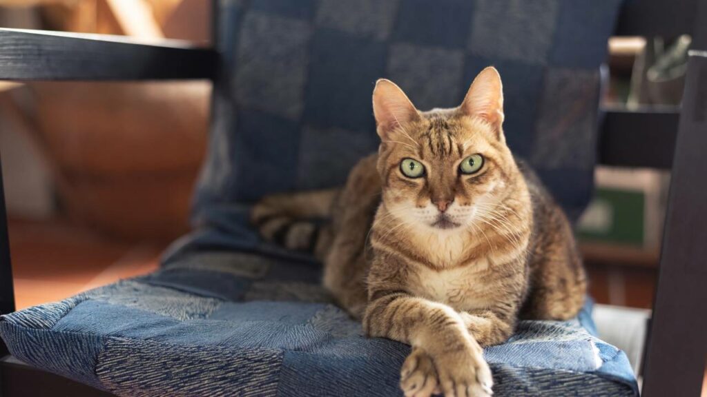 “Ozempic para gatos" promete emagrecer felinos sem dieta rígida
