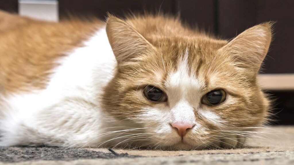 Como identificar sinais de depressão no seu gato
