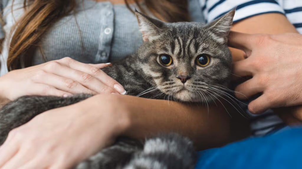 14 comportamentos que os gatos repetem todo dia e ninguém entende o motivo