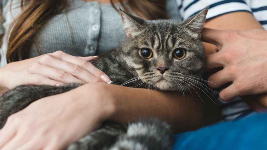 Esse vídeo como seu gato fofo tem reflexos de predador e reage 10x mais rápido que você