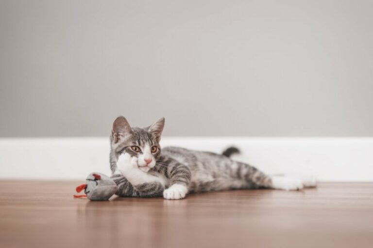 Seu gato é distraído? Veja 10 nomes perfeitos para ele