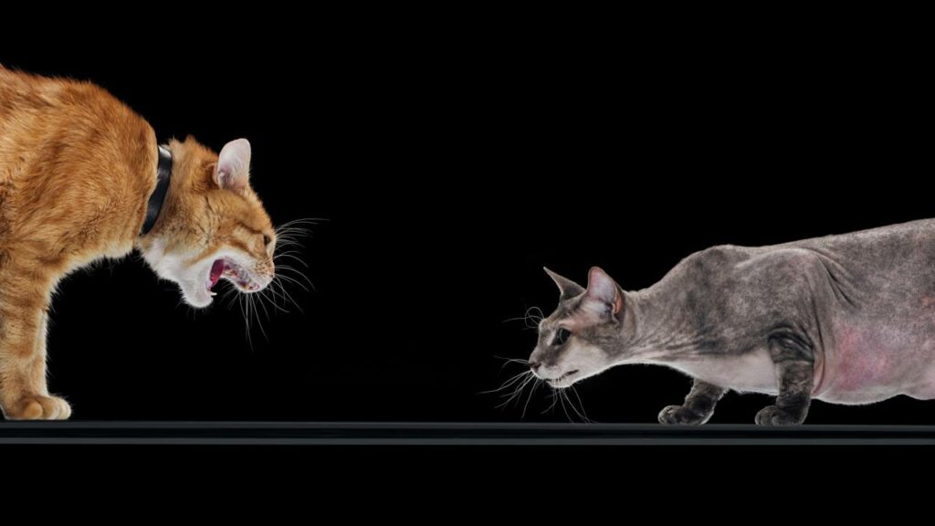 Ciência revela que gatos "falam mais alto" com homens