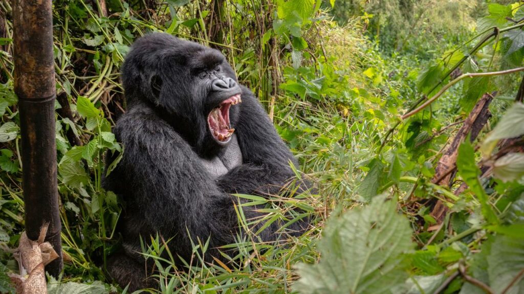 Exploradores encontram um dos animais mais raros do planeta