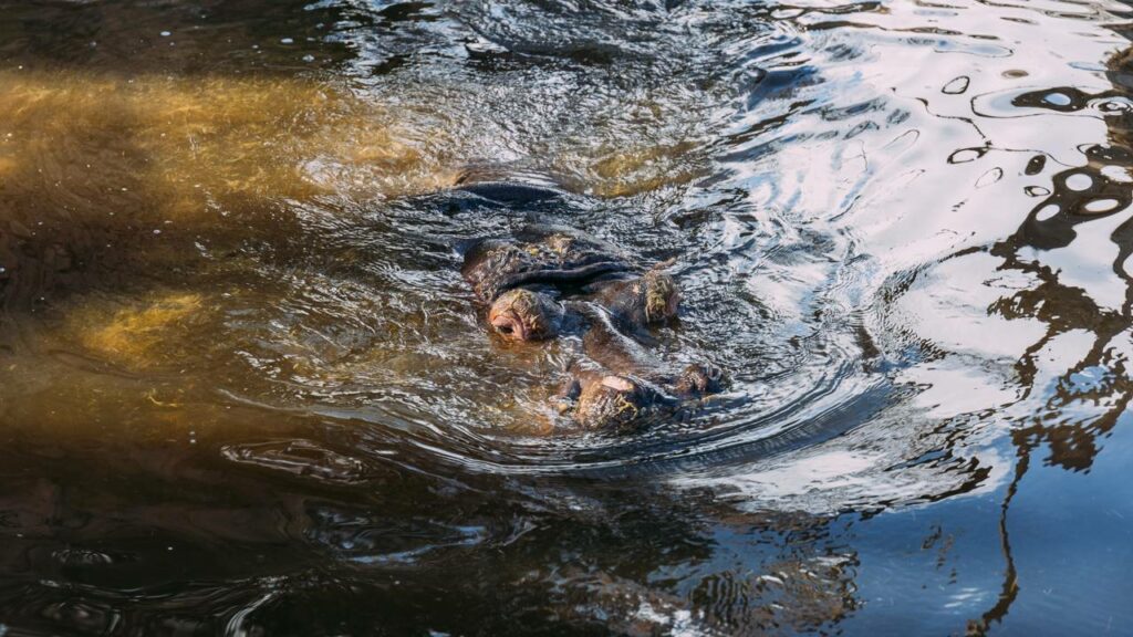 Leopardo é surpreendido por hipopótamo camuflado na lama