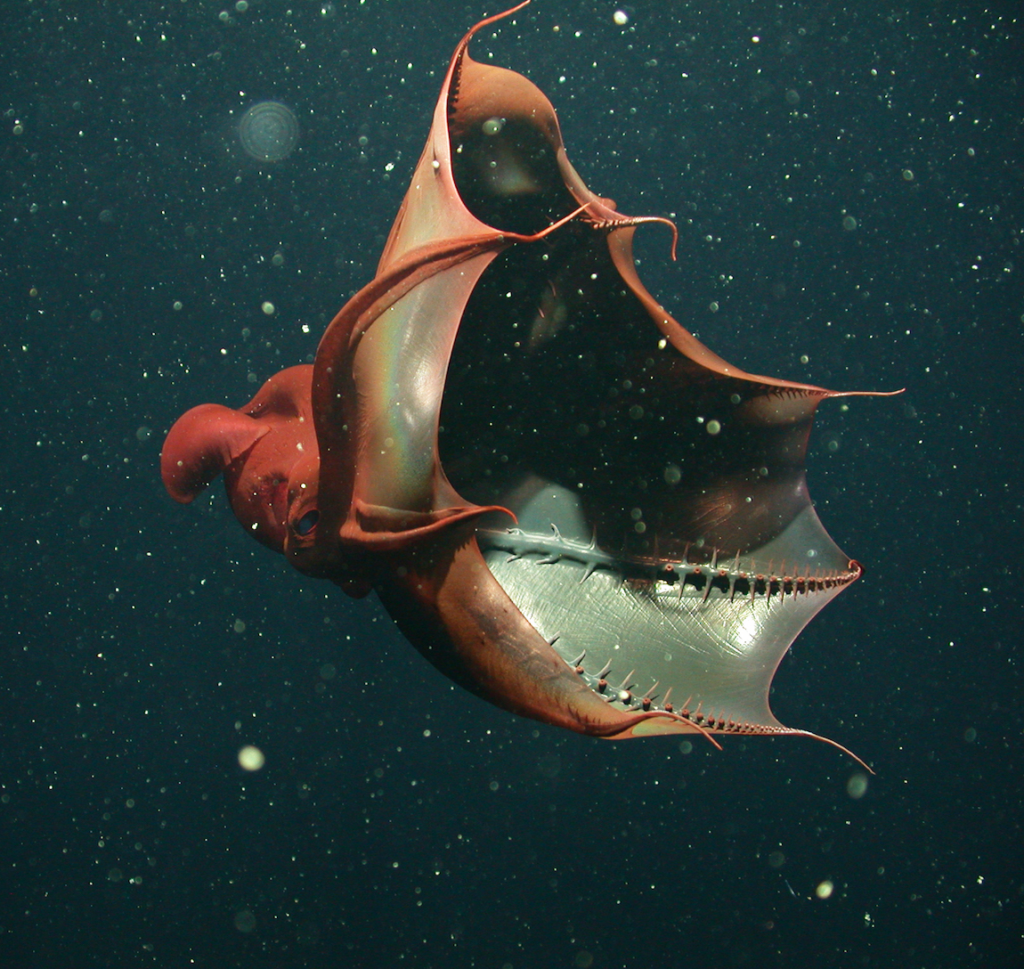 A Lula-Vampiro utiliza seu manto como proteção contra outros animais, se "cobrindo" com ele e deixando suas garras expostas - Reprodução/Monterey Bay Aquarium Research Institute MBARI