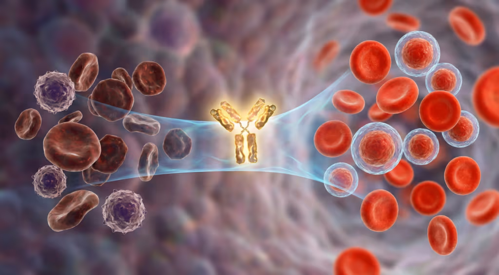 Proteína perdida com a idade pode reativar o sistema imunológico