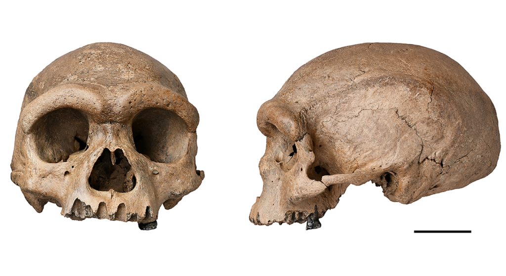 Crânio encontrado em Harbin, China, pertenceu à uma espécie arcaica humana, já extinta - Reprodução/Hebei GEO University