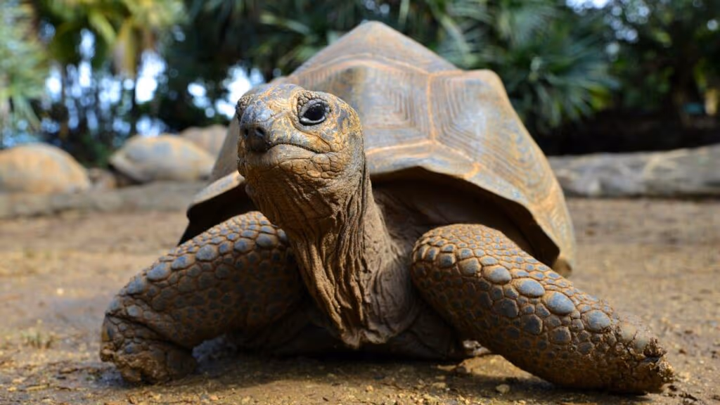 Dois jabutis machos causam barraco em zoológico e viralizam nas redes