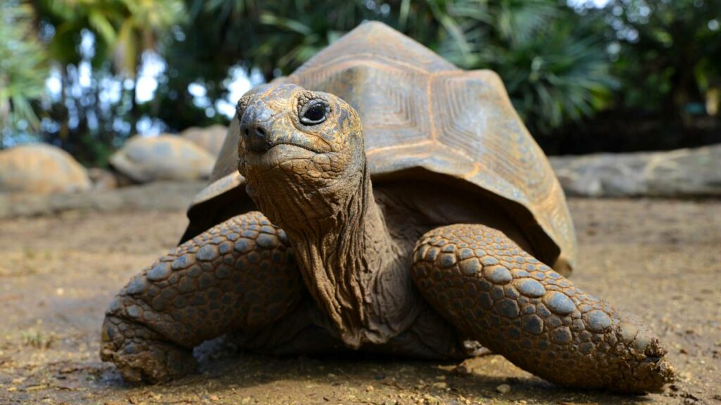 Dois jabutis machos causam barraco em zoológico e viralizam nas redes