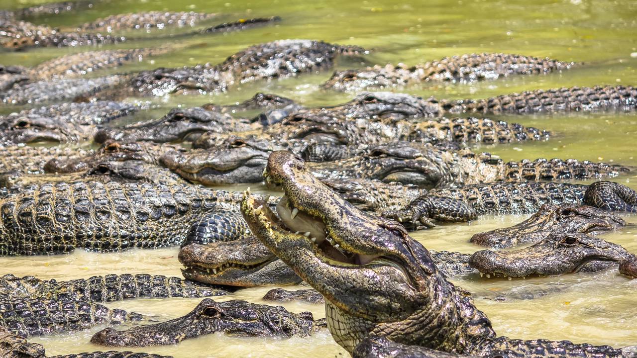 Turistas andam de barco no meio de 13 mil jacarés em lago na Flórida