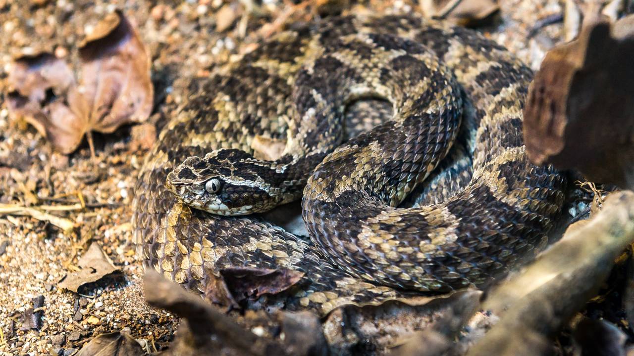 Jovem leva picada inesperada de jararaca ao sair da trilha