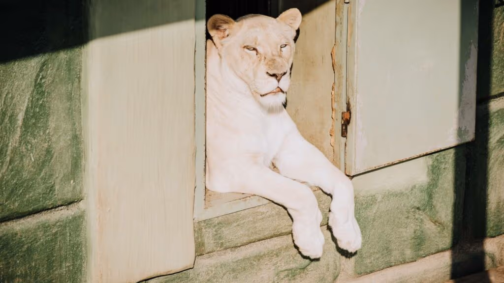 Laudo do IML revela causa da morte de jovem que pulou na jaula da Leoa em João Pessoa
