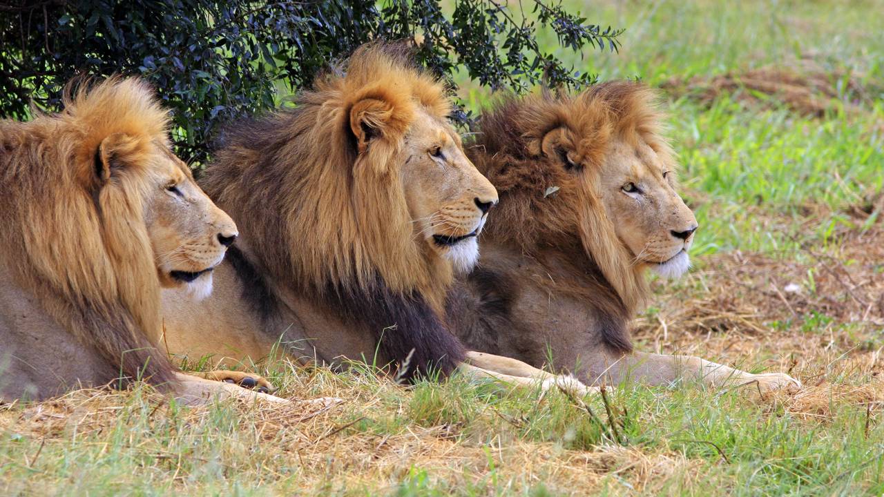 Massacre no Safari World! Leões devoram funcionário na frente de turistas