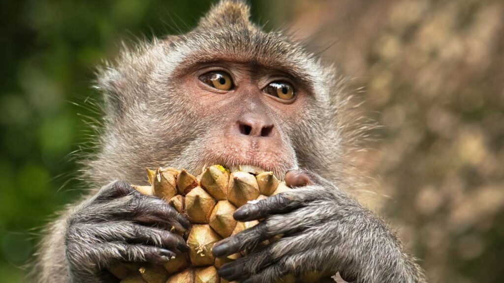 Macaco “pleníssimo” em bóia viraliza em uma praia paradisíaca