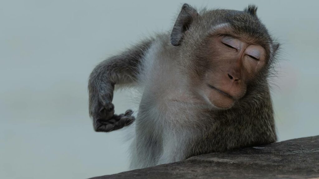 Macaco "pleníssimo" em bóia viraliza em uma praia paradisíaca