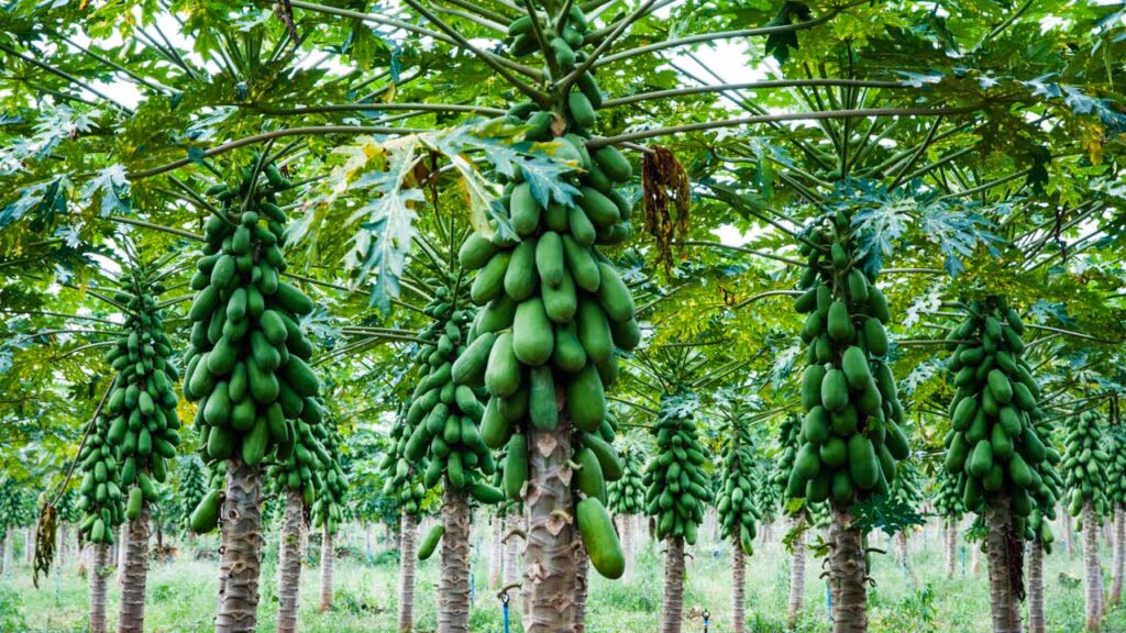 Cultivo de mamoeiro a partir da semente 
