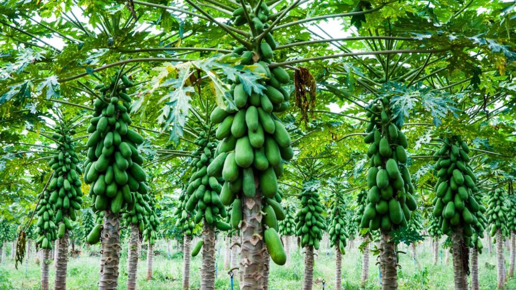 Cultivo de mamoeiro a partir da semente 