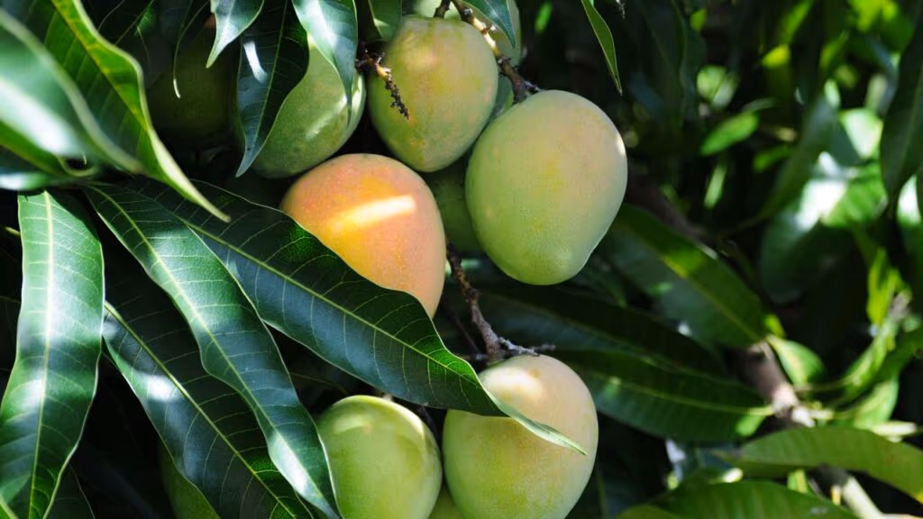 Plante uma mangueira em casa e colha fruta daqui 5 anos