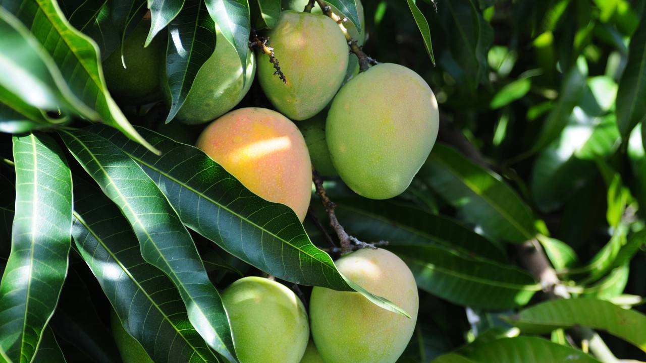 Plante uma mangueira em casa e colha fruta daqui 5 anos