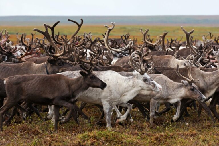 Símbolo de Natal: 7 curiosidades incríveis sobre as renas 