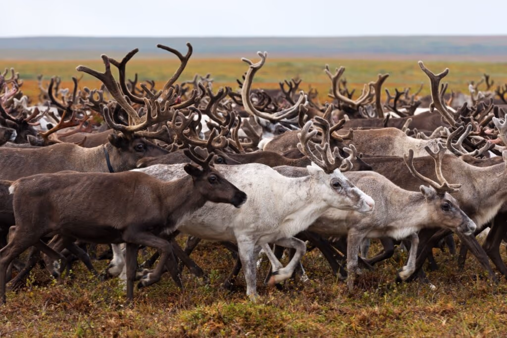 Símbolo de Natal: 7 curiosidades incríveis sobre as renas 