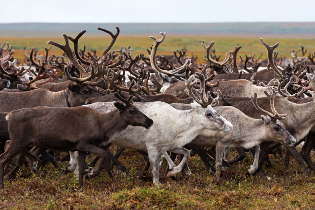 Símbolo de Natal: 7 curiosidades incríveis sobre as renas 