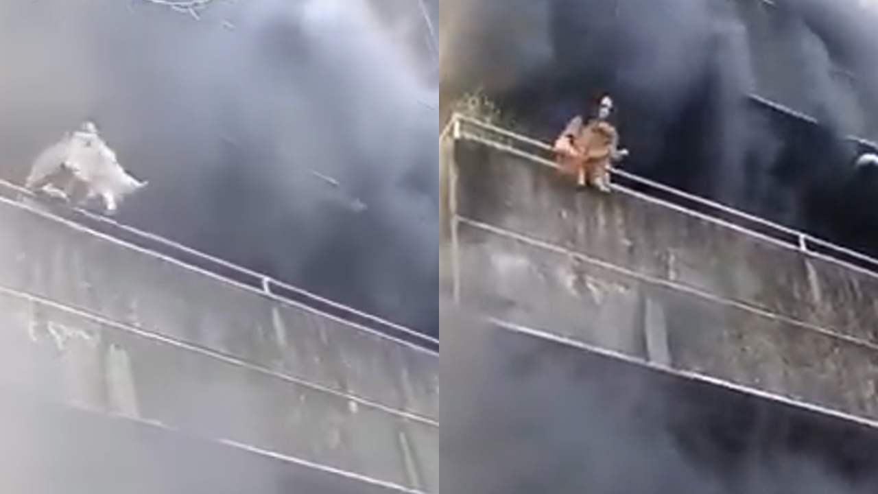 Mulher joga cachorros da varanda para salvá-los de incêndio