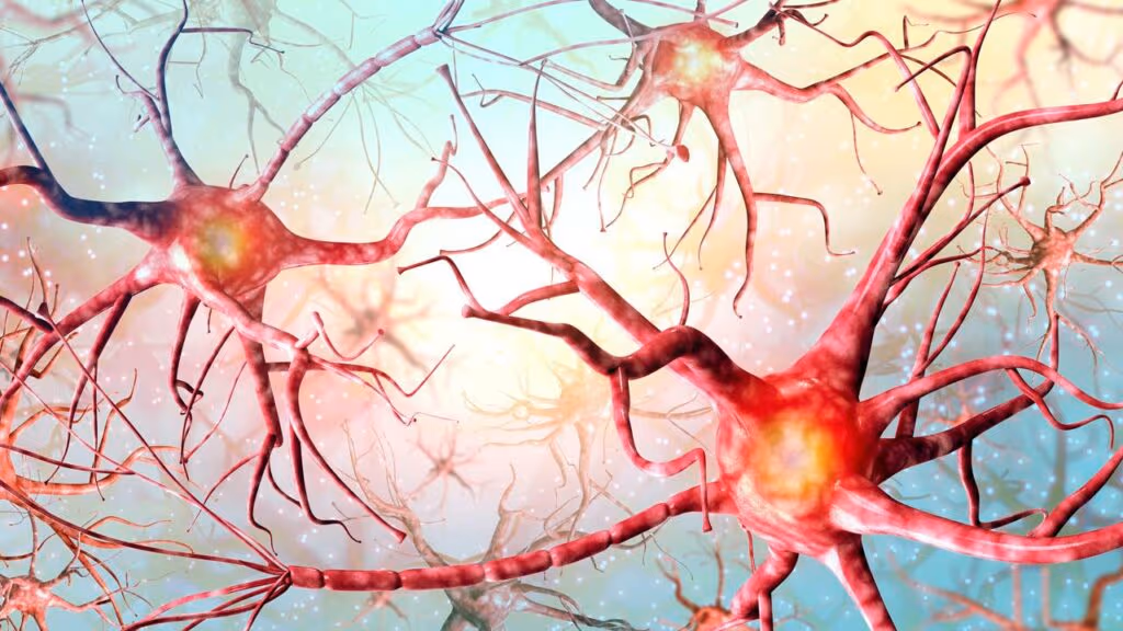 Estudo aponta que reduzir essa proteína pode proteger neurônios e frear avanço do Alzheimer