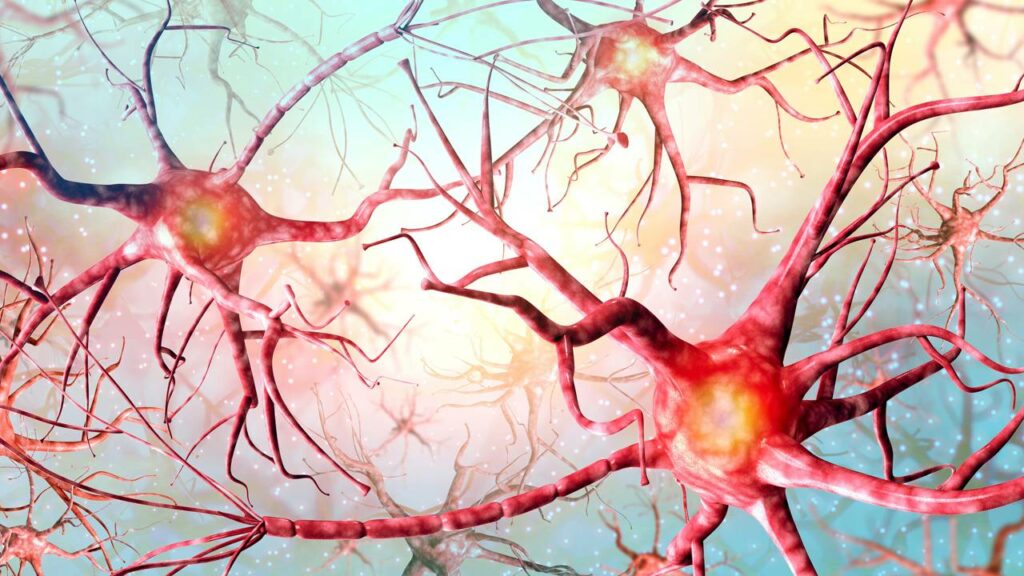Estudo aponta que reduzir essa proteína pode proteger neurônios e frear avanço do Alzheimer