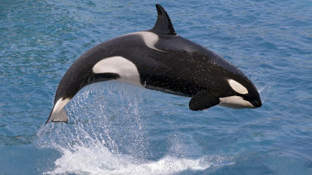 Orca mais solitária do mundo morre após 33 anos em cativeiro