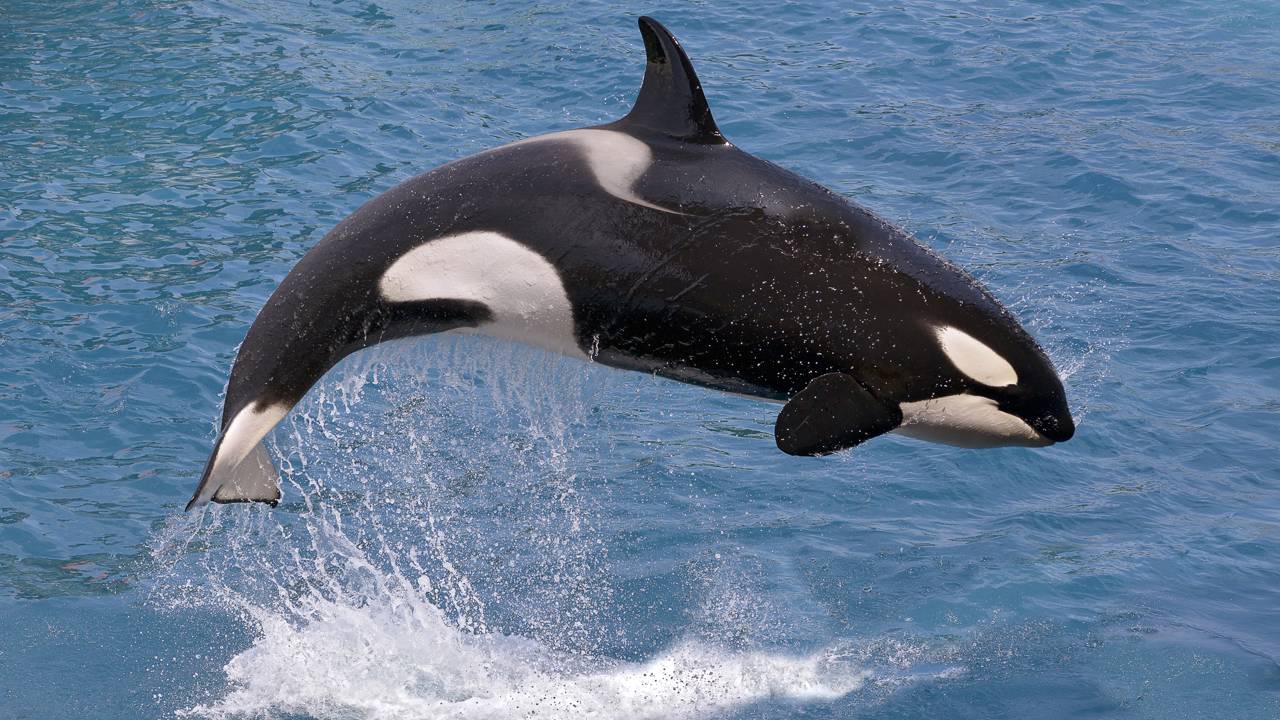 Orca é flagrada indo buscar sua presa em terra firme e surpreende com ousadia