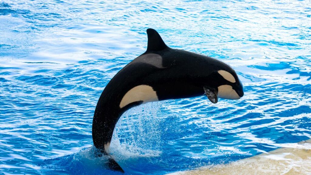 Orca é flagrada indo buscar sua presa em terra firme e surpreende com ousadia - Créditos: depositphotos.com / Christian